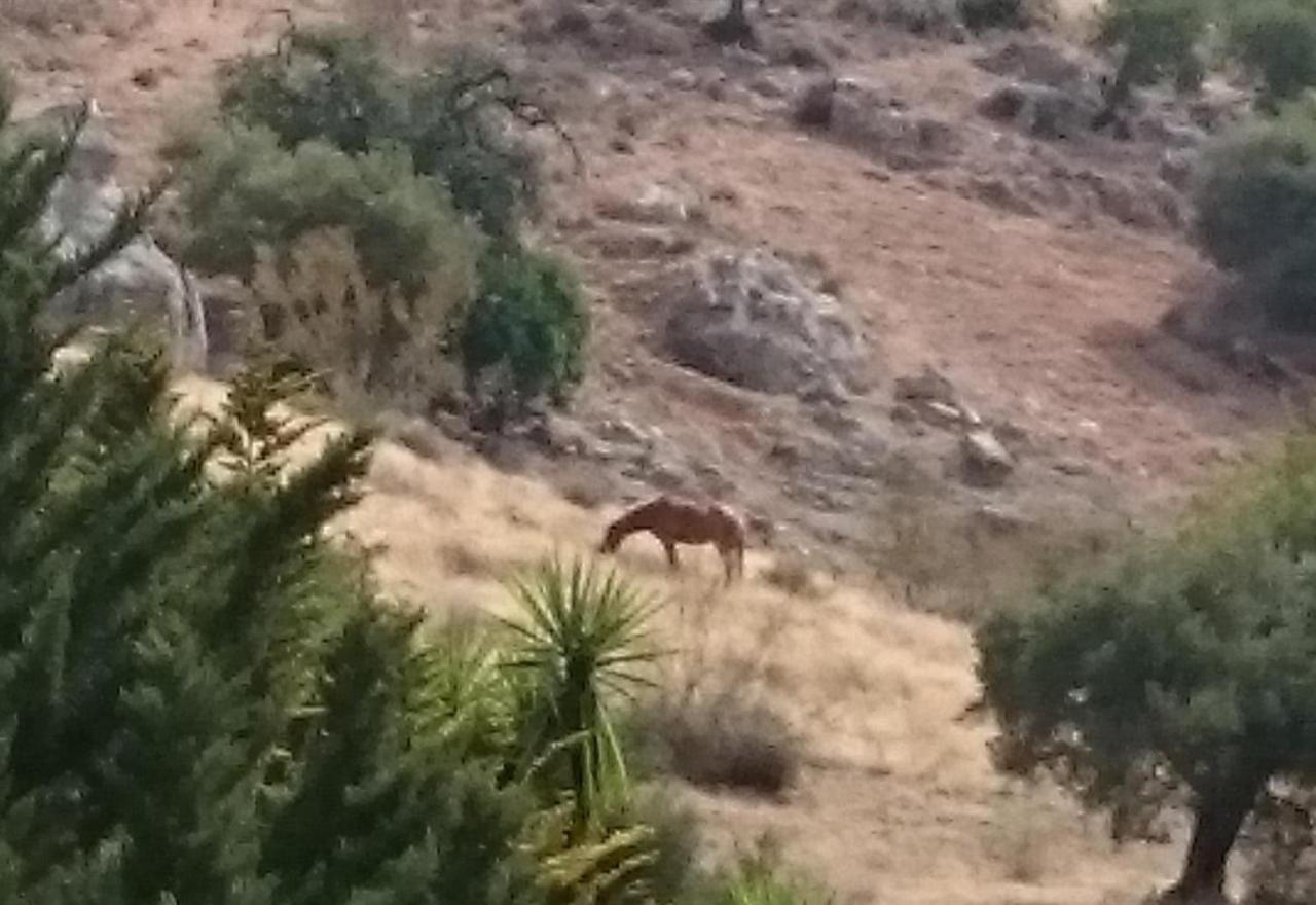 Finca Santa Matilde Málaga Dış mekan fotoğraf